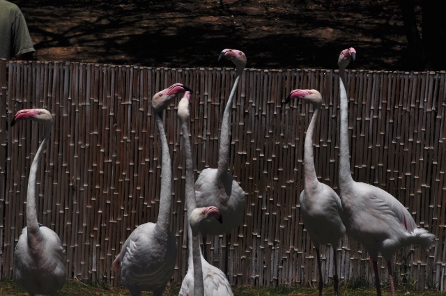 flamingo